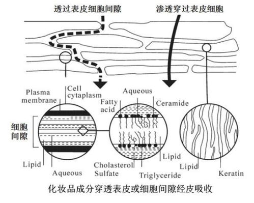 美丽孕妇？孕妇化妆品十大名牌排行榜