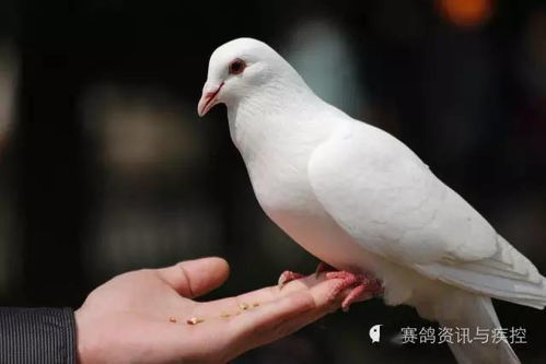 鸽声 信鸽腿突然瘸了该怎么办