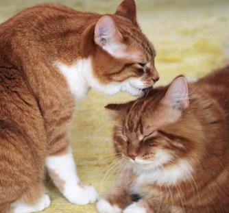 猫咪每天舔毛800次,你知道猫咪舔毛的秘密吗 不仅仅是爱干净
