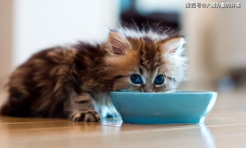 猫粮放久了会 变味 ,密封也不行,猫咪才不爱吃酸酸的猫粮