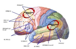 脑与语言认知 人类语言处理的神经脉络 