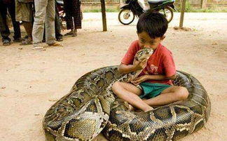 蟒蛇究竟能不能培养出感情 究竟为什么有很多人喜欢养蛇当宠物 讲几个有关养蛇的故事