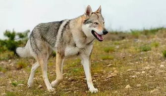 长得最像狼的6种狗, 前三名很厉害, 最后一名被多国禁养