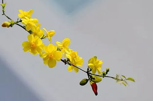 关于迎春花祝福的诗句