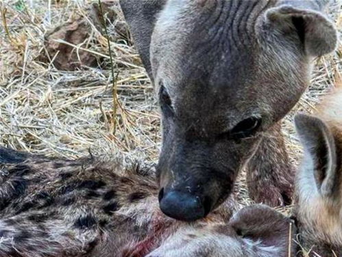 母鬣狗为幼崽抢花豹猎物,被赶来的雄狮啃食,花豹趁机咬死小鬣狗