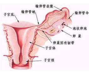 外阴炎对女性的影响有哪些 