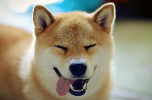 柴犬为什么还会笑 柴犬大概多少钱一只