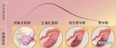 卵巢保养的好,女人不显老 漅美蓝莓片 精心养护娇弱的卵巢