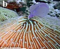 绿珊瑚怎么养殖方法,荧光绿蘑菇珊瑚怎样养
