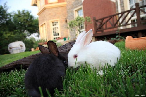 众人皆知 兔子不吃窝边草 ,那下一句是什么 说尽了人性的丑陋