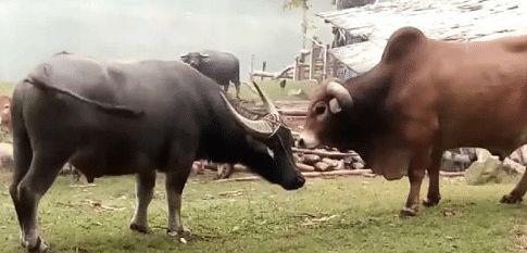 马和驴可以杂交生出骡子,为什么黄牛和水牛不行 长见识了