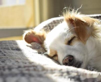 养狗小知识 狗狗在睡觉前,为什么要转圈圈 这几点或许是原因