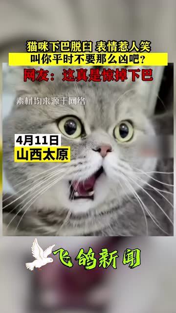 猫咪下巴脱臼表情惹人笑,这是看到了什么不可思议的东西,下巴都惊掉了 