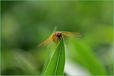 金蜻蜓