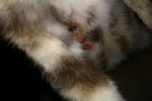 家里猫的皮都烂了,不知道是什么皮肤病 