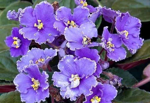 紫罗兰爬藤怎么种植？