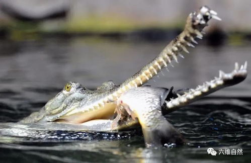 长吻鳄捕食鲤鱼,长长的鳄鱼嘴巴,竟然是这样吃法