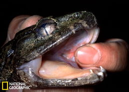 印尼发现新种长尖牙青蛙 尖牙无毒进化快速 