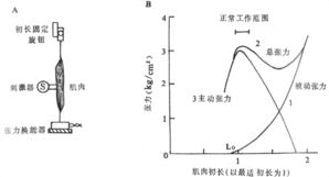 骨骼肌收缩的外部表现和力学分析 