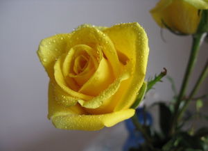 黄玫瑰加红玫瑰代表的含义 黄玫瑰加红玫瑰代表的含义是什么-图2