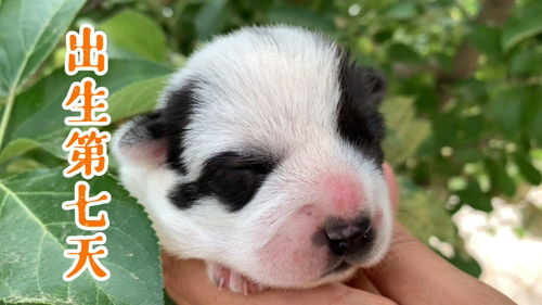 小奶狗出生第七天了,长了一大截,眼睛还没睁开 