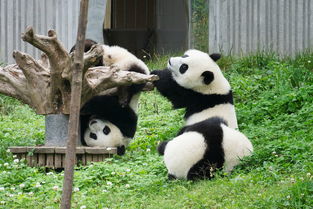 2019卧龙大熊猫保护区作为国内最好的熊猫基地之一里面的熊猫 可爱到爆炸,谁顶得住啊 不行了 卧龙大熊猫自然保护区 评论 去哪儿攻略 