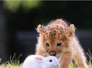 狮子和老虎成了朋友,还和小兔子一起玩耍