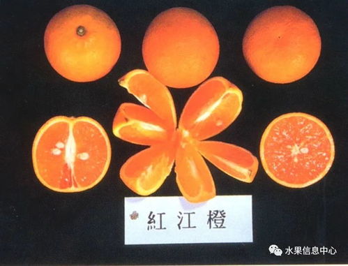 一份中国橙子主要产地分布图
