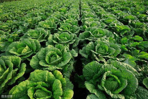 大白菜无公害栽培技术,抓好中耕除草和水分控制,促进大白菜增产