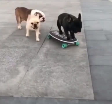 狗妈妈带着小奶狗玩滑板接力赛,看到最后网友假牙都笑掉了