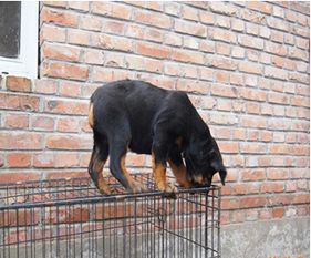 图 西安本地犬舍出售2个多月的,罗威纳,血统纯种,保证健康 西安宠物狗 