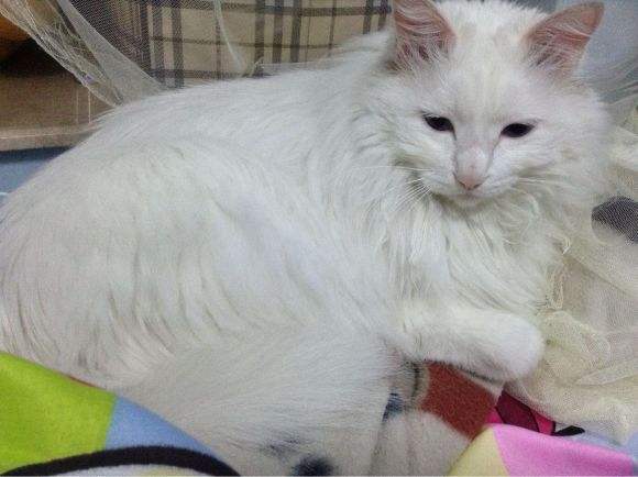 最适合 新手小白 养的猫,其实是中华田园猫