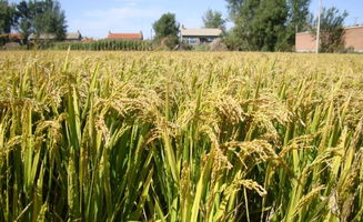 稻子什么时候播种,麦子，水稻，玉米，大豆一年可以种几次？什么时间种，什么时间成熟？