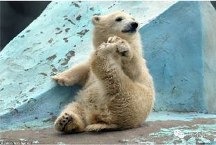 这只爱玩脚丫的北极熊,看起来真是超级萌的