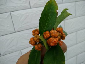 来自广东茂名的野果,请问各位这果子的学名是什么 