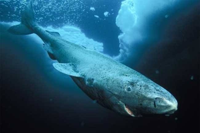 格陵兰鲨鱼能活500多岁,科学家正在研究,人类也能受益