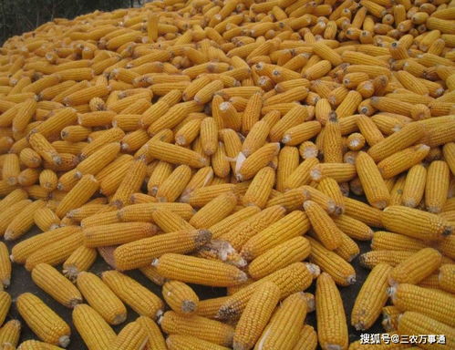 玉米高价,老陈500亩1斤多收入2毛,今年种,价还会好吗