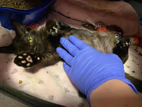 小黑猫被火烧伤,救出8周后,它实现了蜕变