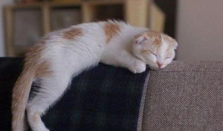 猫咪除了猫窝,喜欢睡在这10个地方,你家猫咪喜欢睡在哪里
