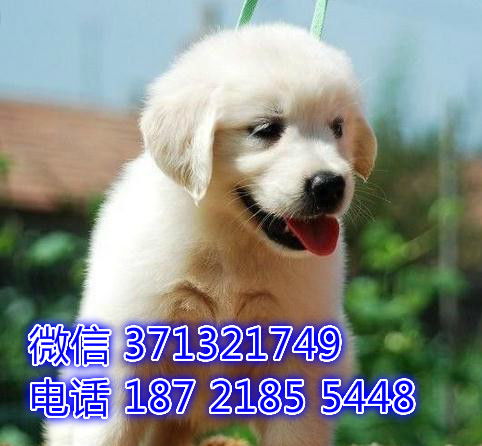 杭州狗狗 金毛犬出售纯种幼犬 杭州犬舍 特价宠物