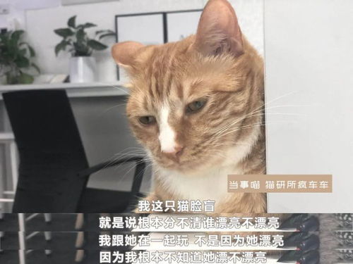 猫咪会觉得其他猫漂亮吗 TA们是怎么挑选另一半的