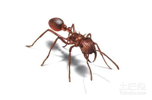 除蚂蚁方法及蚂蚁危害介绍