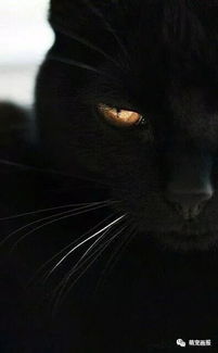 黑猫有一种特别的魅力 