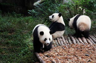 2012年10月,成都看熊猫图片 