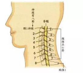 筋骨堂治疗颈椎病的预防保健 藏好不谢