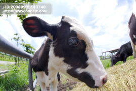 动物表情 农场 牛 家畜 羊模板下载 234863 
