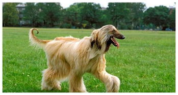 头发 飘逸的阿富汗猎犬,成为贵族的代名词,真羡慕它的发量啊