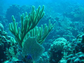 珊瑚虫 
