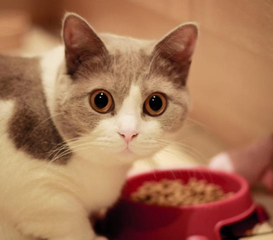 买了新猫粮,正确的换粮方法你知道吗