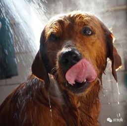 科普篇 让狗狗不再惧怕吹风机并爱上洗澡的 4 个步骤